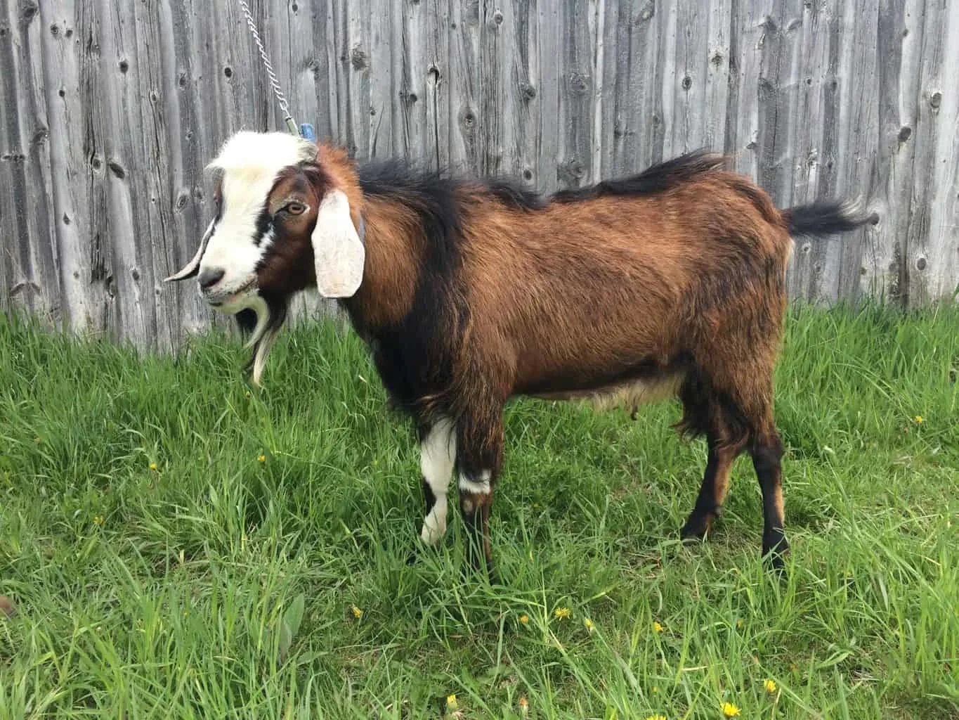 Goat Corin