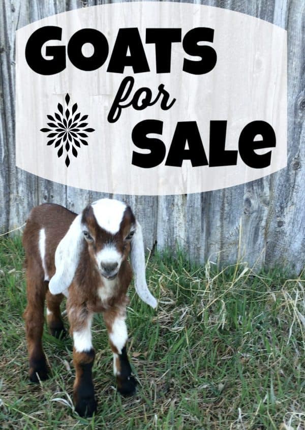 Goats for Sale in Lewistown, Montana