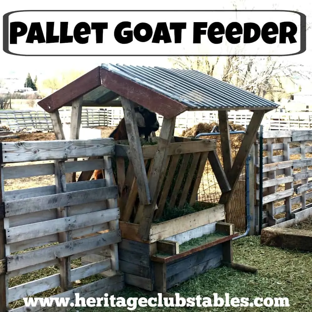Having a goat feeder that wastes as little hay as possible is so important! Read more on How to Build a Goat Feeder Using Pallets