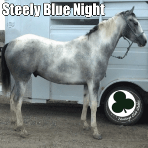 Blue Roan Horse for Sale
