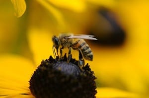 Montana bees