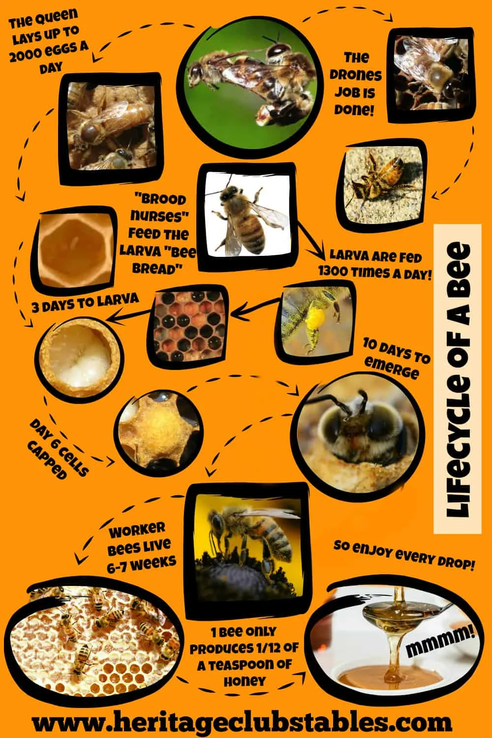 Baby Bee - Lifecycles and Roles of the Honey bee