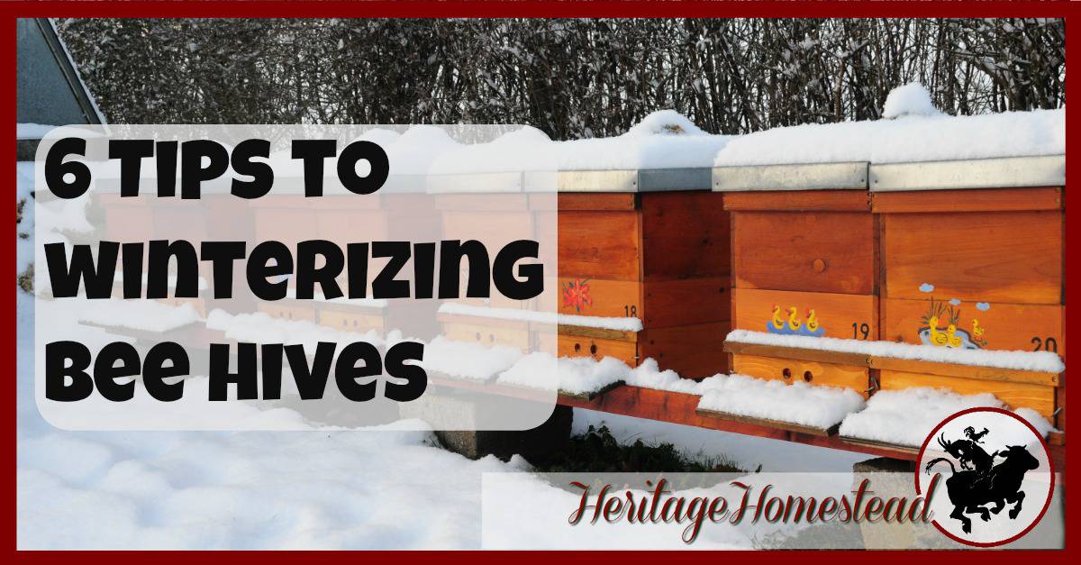 winterizing bee hives