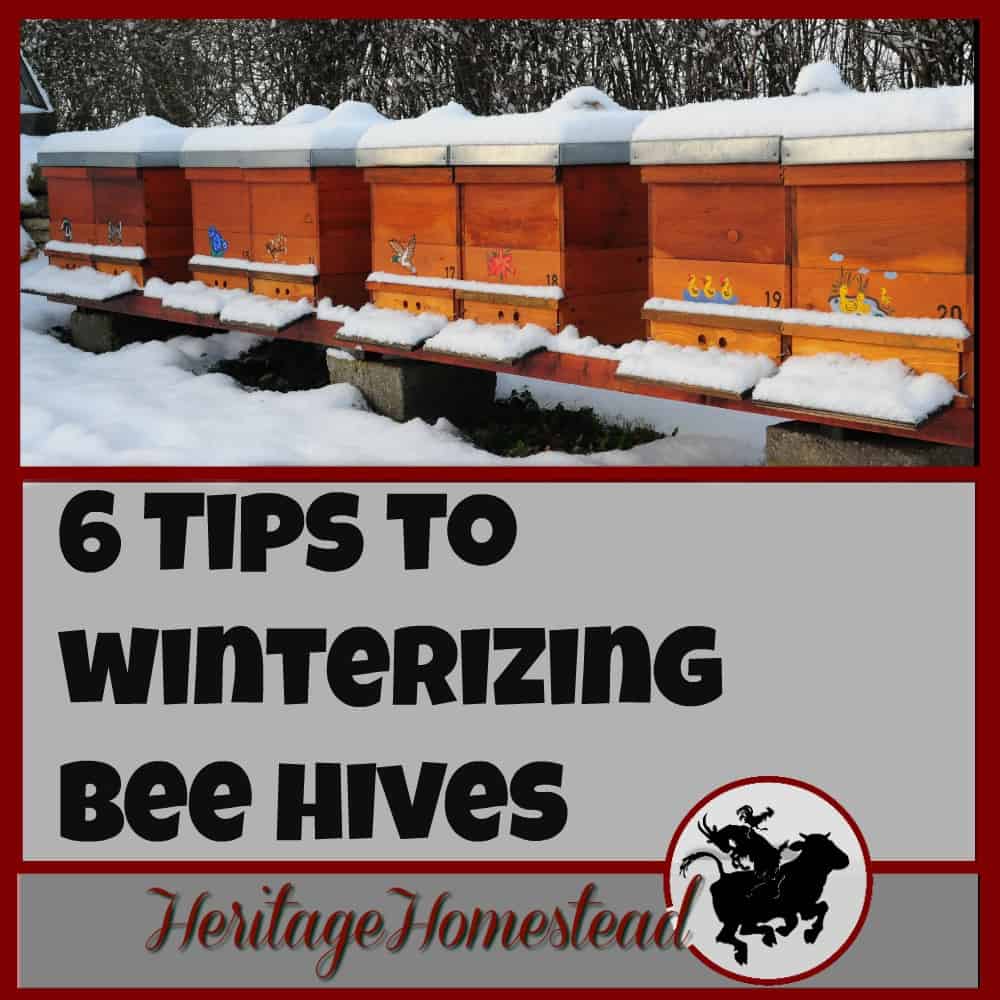 Winterizing bee hives | These 6 tips to winterizing bee hives will give you and your bees the boost they need to get through the winter months into spring and blooming flowers!