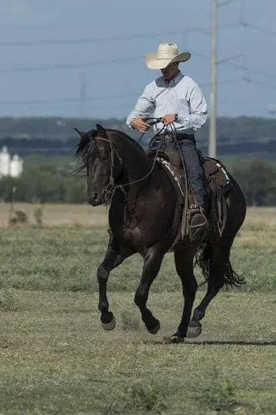 Horse trainer riding a black horse in a pasture