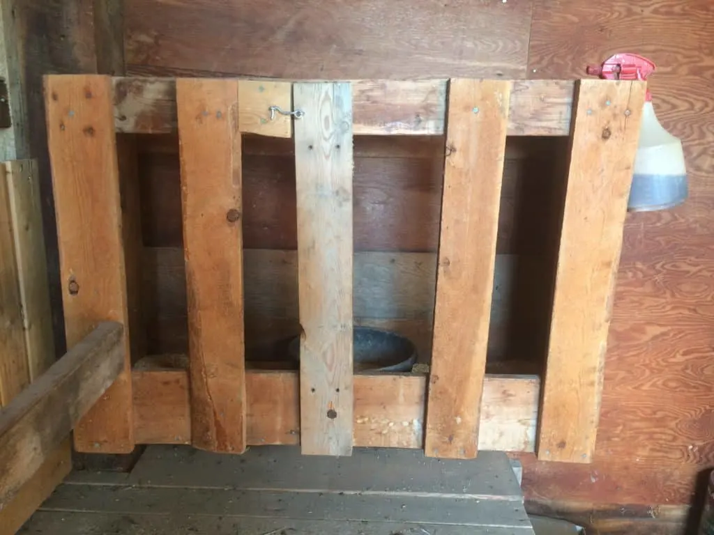 There are many options for a milking stand and they are easy to build. I will share with you how I built mine to give you an idea of what may work for you.