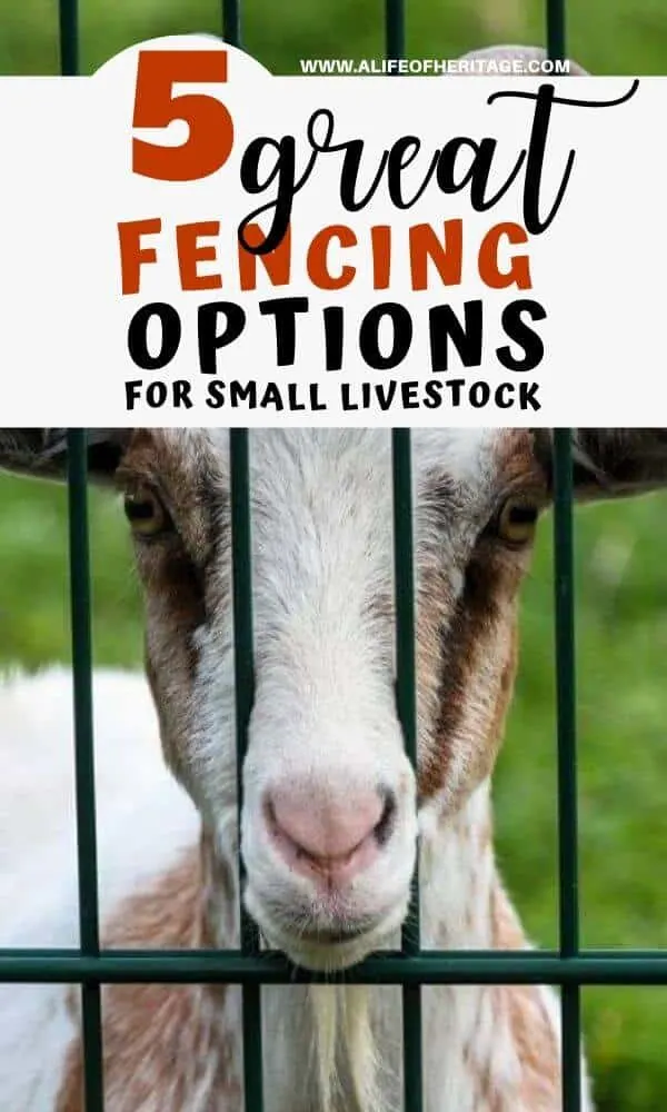 Fencing for Goats and Small Livestock: 5 Great Options!