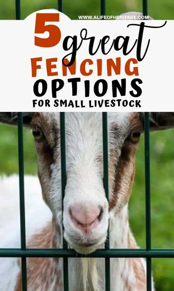 Easy Electric Fencing Solutions For Goats 