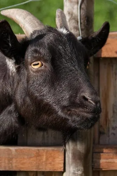 A goat behind a fence is usually a safe goat.