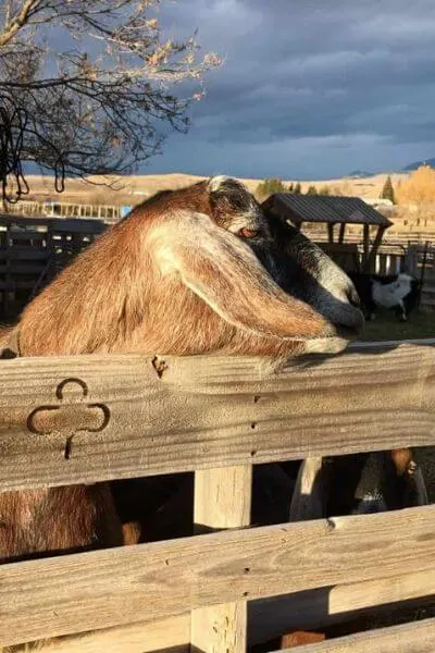 Ruthie, a mini-Nubian standing on a pallet fence