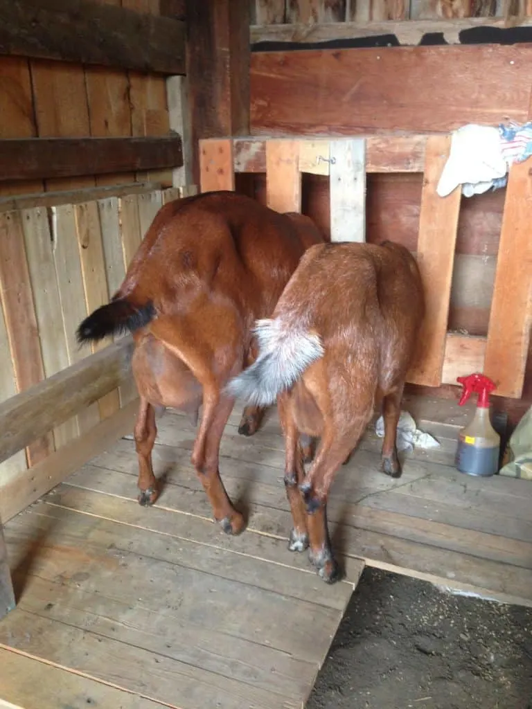 There are many options for a milking stand and they are easy to build. I will share with you how I built mine to give you an idea of what may work for you.