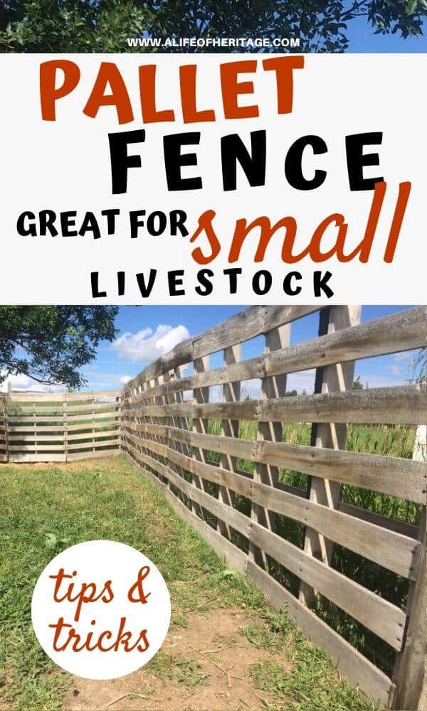 A pallet fence can make a lot of sense to use for small animals. Find out why here. 