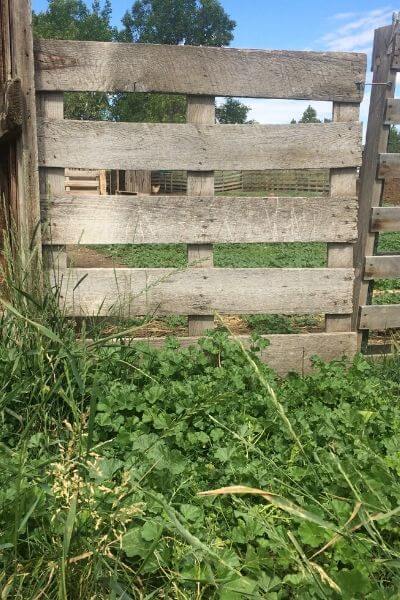 Gate made out of pallets to keep the goats safely contained