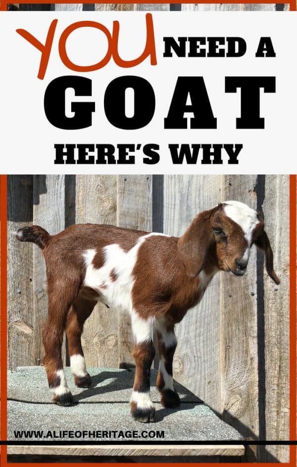 13 Reasons YOU Need a Goat...for REAL! | A Life of Heritage