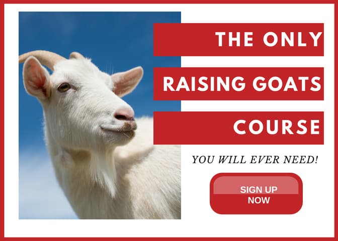 27 [More] Goat Gifts You Will Absolutely LoveReally! ⋆ 2018 Guide