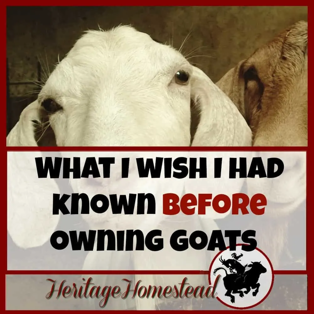 Before owning Goats | 6 things I wish I had known before owning goats. Don't you agree with #5?? But does it stop us from owning them?? Nope! Once a goat lover, always one