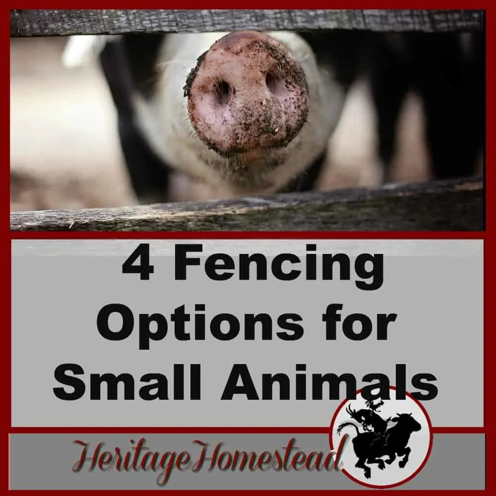 Fencing for Goats: One of the four options may just be the perfect solution for you and your goats! Check out your options!