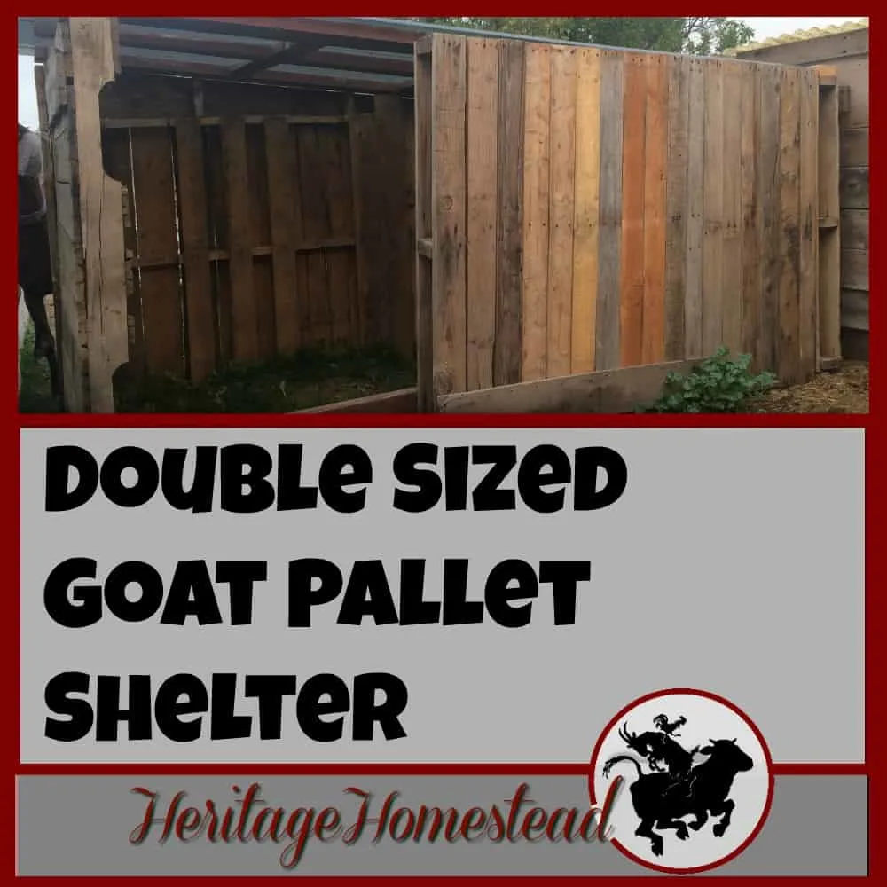 A simple and effective pallet goat shelter that is large enough to hold more than two or three goats. It will keep off the rain, snow and cold!
