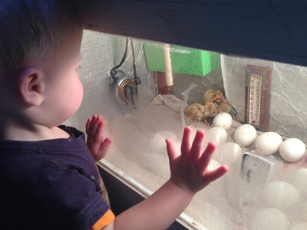 homemade incubator for hatching chicken eggs