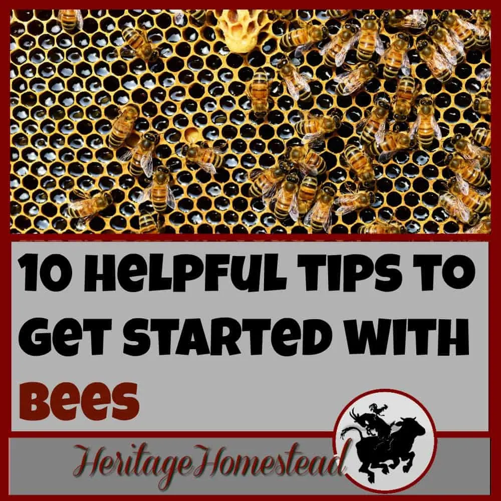 Bees | How to Bees | Starting with Bees | Are you ready to get started with bees but not really knowing how or where to begin? Follow these 10 helpful tips to getting started with bees!