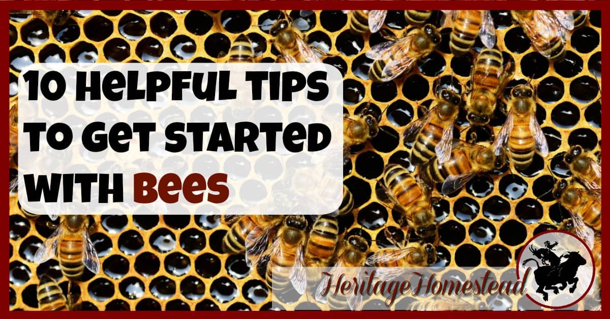 Bees 10 Tips To Get Started Get A Great Start To Beekeeping