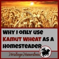 Homesteading | Kamut Wheat | Ancient Grains | In my opinion, KAMUT wheat is superior than the modern wheat available for many reasons. Here are my eight reasons why I only use Kamut wheat. Do you agree?
