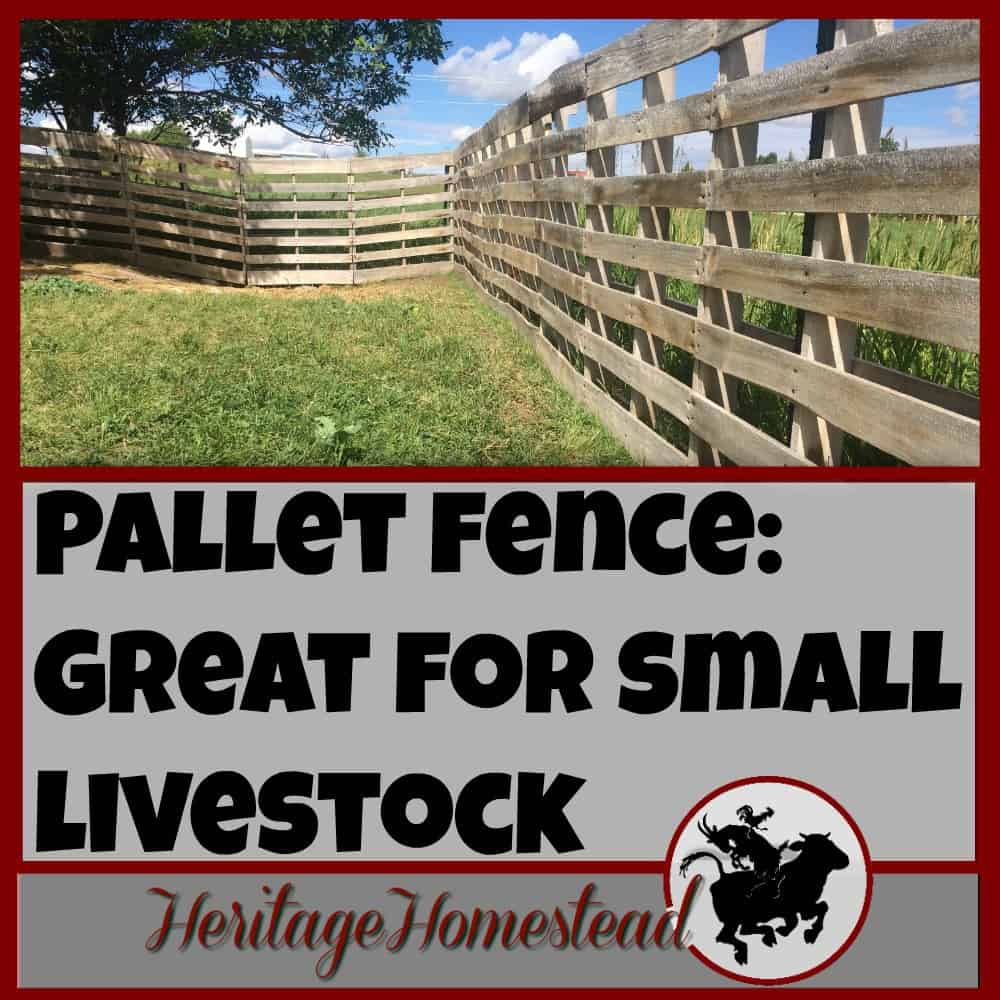 Pallet Fence | 6 reasons that I think a pallet fence makes the best fence for small livestock! Pictures and instructions included on how the pallet fence was built.
