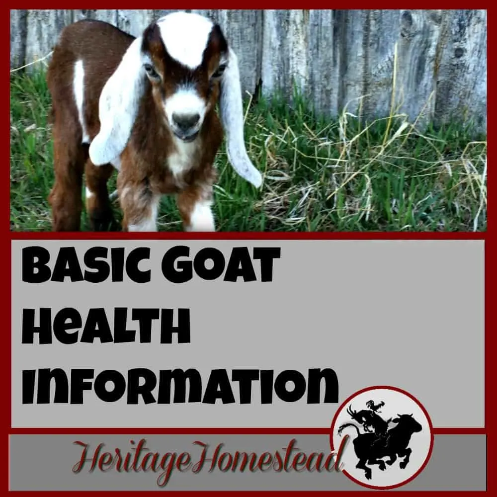 FREE Basic Goat Health Information, Upkeep and Health Tracker Printable. Keep track of your goats information on a regular basis.