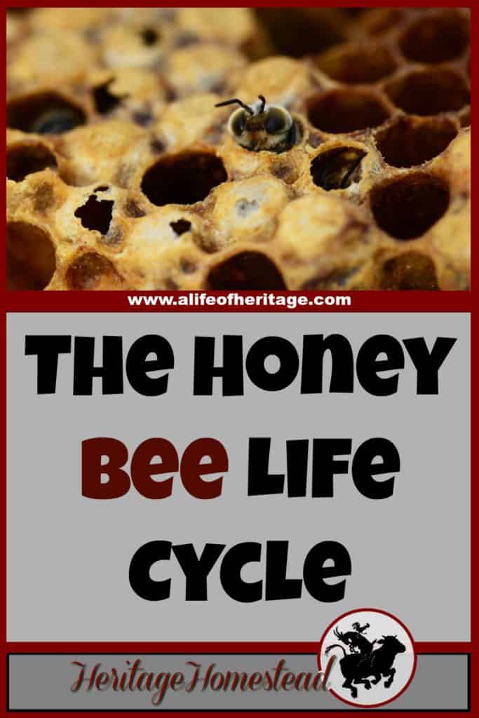 The Honey Bee Life Cycle: It's so fascinating--You'll LOVE to know!