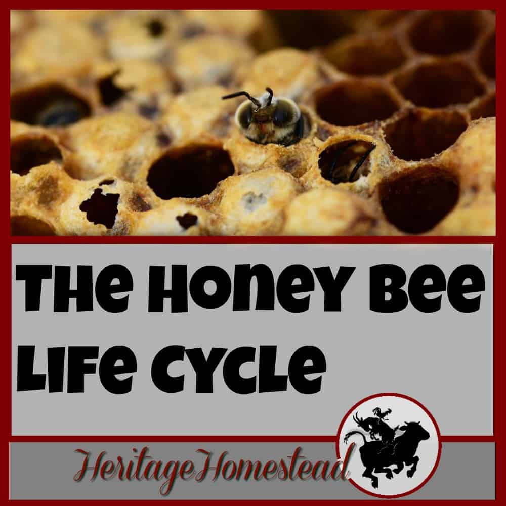 Bees | Bee Care | How to Bees | Bee Hive| What your hive may look like ten days after installing a bee package. The honey bee life cycle has most likely begun with eggs, larva and capped brood!