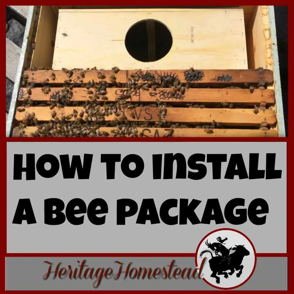 How to Install a Bee Package | Learn a great way on how to install a bee package! Print out a FREE PDF step-by-step guide. Join me, an average individual like yourself, in this adventure!