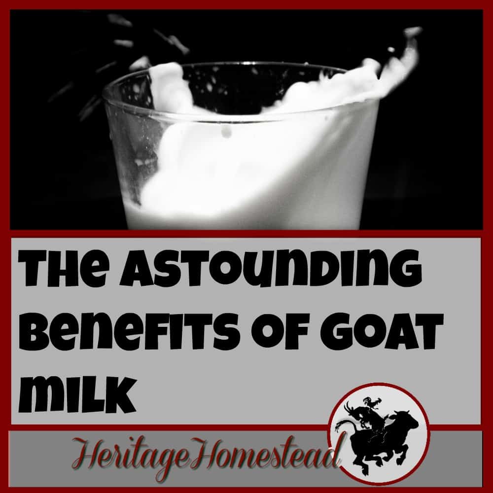 The Benefits of Goat Milk are Astounding. Truly. These 10 reasons are why you should look into drinking goat milk. Your body will thank you!