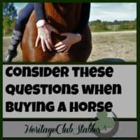Horses | Owning Horses | Buying a Horse | Print out the FREE worksheet: "My Ideal Horse Is" to aid you in buying a horse of your dreams. You will be glad you spent the time to figure it all out!