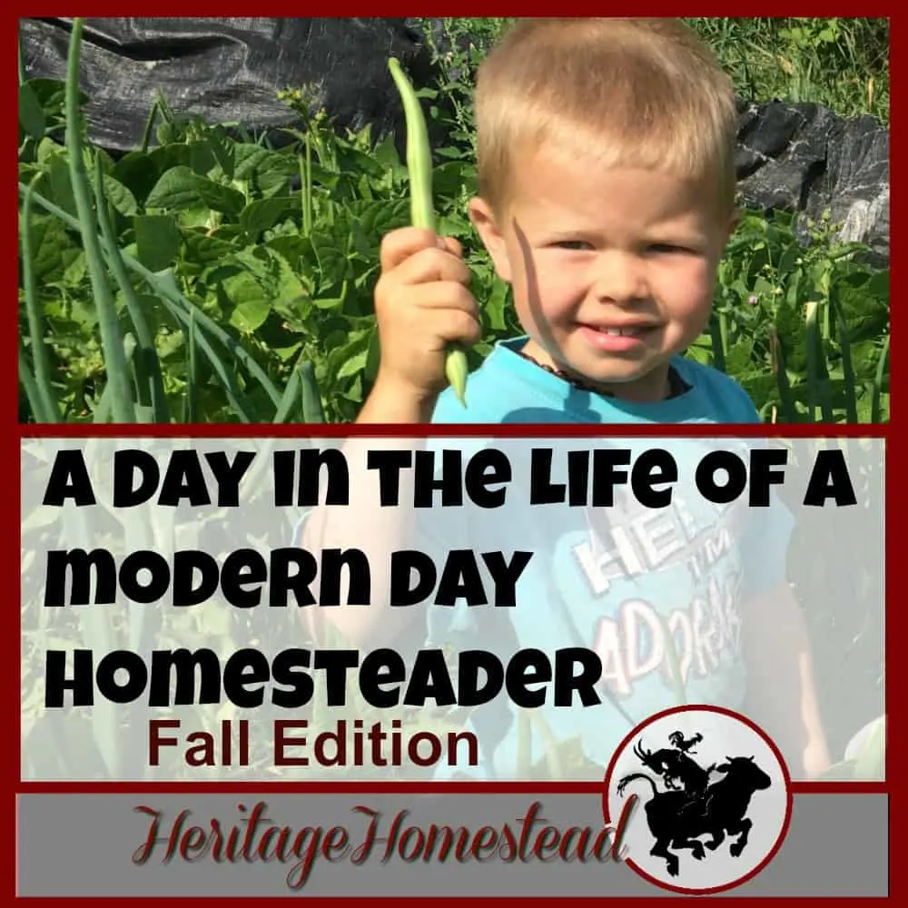 Homesteading | Fall Garden Checklist | Homestead Work | Homesteading in the Fall | A day in the life of a modern day homesteader: wonderful, full of blessings but not much down time! Download a free fall garden checklist.