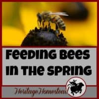 Bees | Bee Care | Feeding Bees | Bee How to | Feeding bees in the spring. What do you do with the bees you wintered? That's a really good question and I hope to help you out with the answers.
