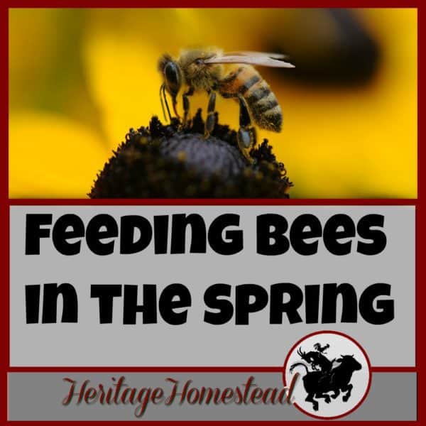 Beekeeping for Beginners Montana Bees A Life of Heritage