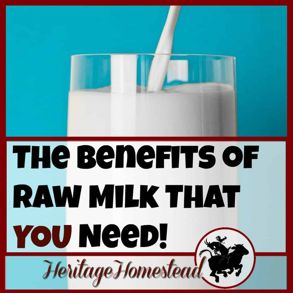 The benefits of raw milk are astounding. If your family members are milk drinkers, you will find it worth it to look into raw milk.
