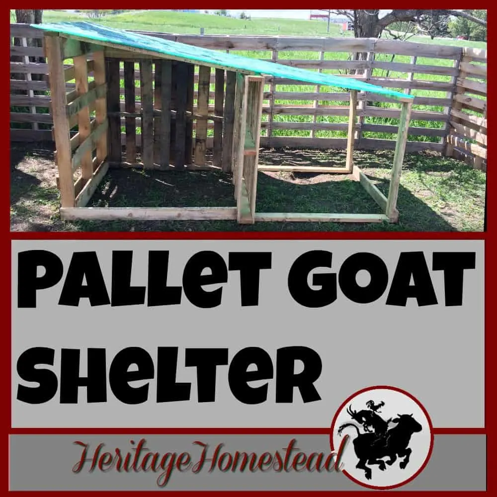 Goat House | How to build a goat house using pallets. An easy and cost effective way to use easy to find material to make great winter shelters for your goats.