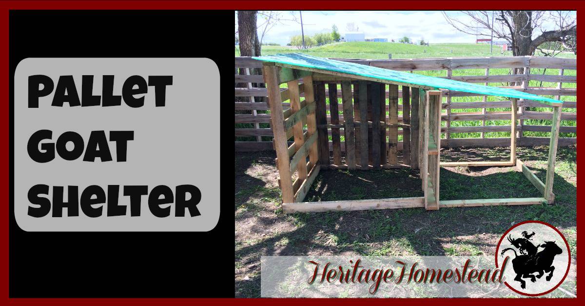 DIY, Easy, Free Goat House with Pictures A life of Heritage