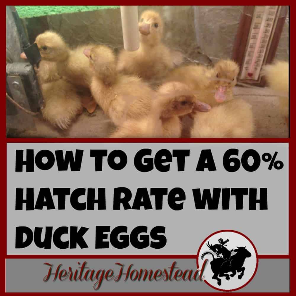 Ducks | Hatching Duck Eggs | Successful Hatching Rates | Have you ever wondered what it takes to have a successful hatch rate with duck eggs? Step by step instructions on how to get the best results!