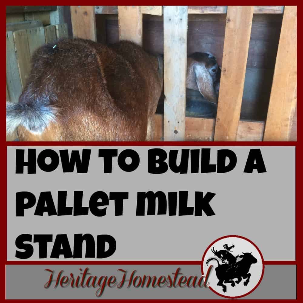 Milk Stand | Goats | Goat Care | How to Milk a Goat | There are many options for a milking stand and they are easy to build. I will share with you how I built mine to give you an idea of what may work for you.