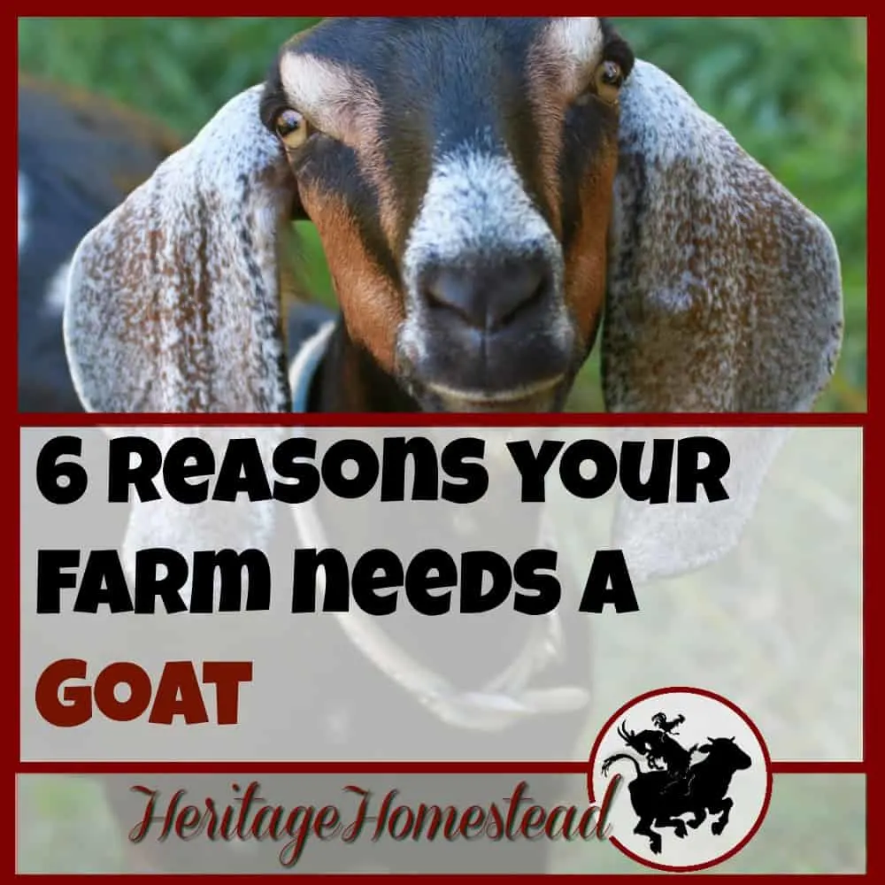 A farm needs a goat. 5 reasons YOU need a goat. So, what are you waiting for?? Do you research, prepare your pens, find your goat and bring her home!