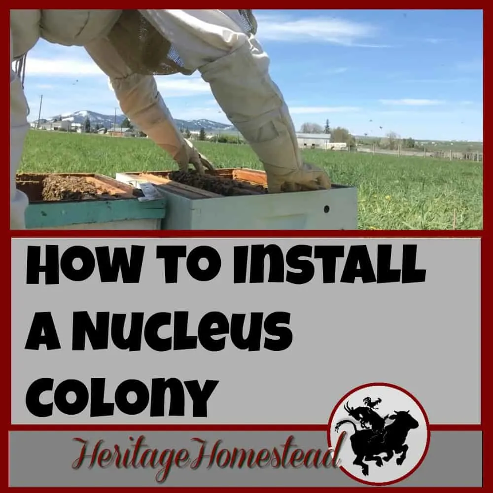 How to Install a Nucleus Colony | Print out the FREE printable on "how to install a nucleus colony" and watch the video provided to see how I installed my nuc.
