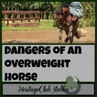 Horses | Horse Care | Owning Horses | Overweight Horses | Feeding Horses | Having an overweight horse just isn't worth it. You love your horse, but don't love it to death. Be wise in the amount of hay and grain you are feeding