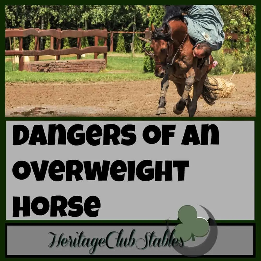 Horses | Horse Care | Owning Horses | Overweight Horses | Feeding Horses | Having an overweight horse just isn't worth it. You love your horse, but don't love it to death. Be wise in the amount of hay and grain you are feeding