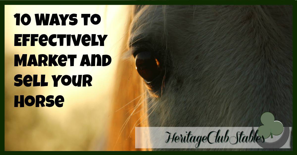 10-ways-to-effectively-market-and-sell-your-horse-they-re-important