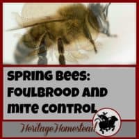 Bees | Care for Bees | Bee Diseases | Bee Mites | A healthy bee, is a healthy hive. Tag along and watch as I open up my hive and treat for foulbrood and mite control. It's an important step for beekeepers.