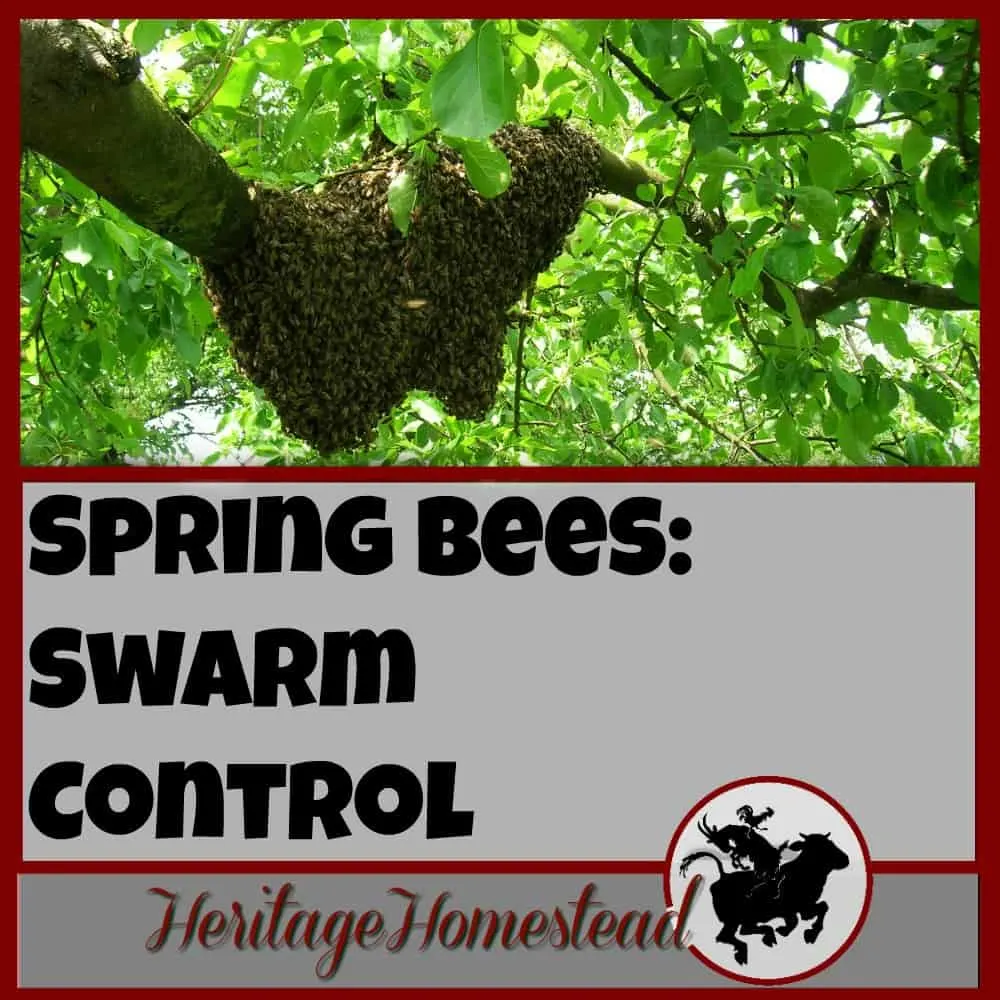 Bees | Bee Care | Bee Swarm Control |Print off this FREE printable to help you manage your hives in the spring to help prevent swarming. Bee swarm control is easy and effective.