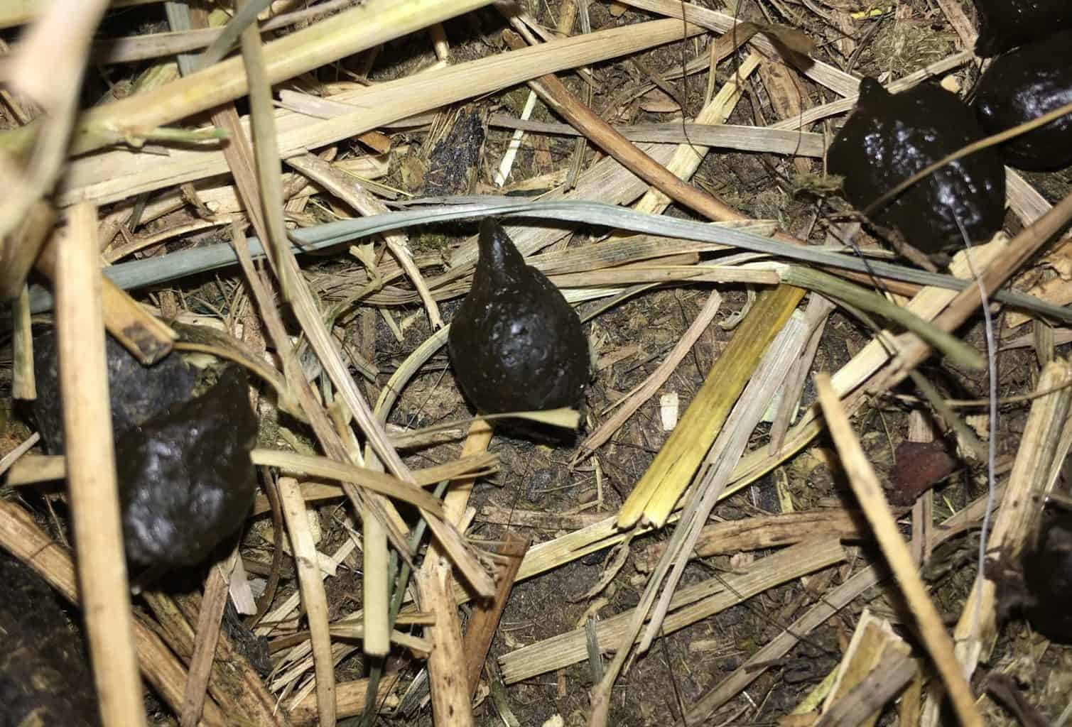 Ketosis in Goats What is It and How to Prevent It?