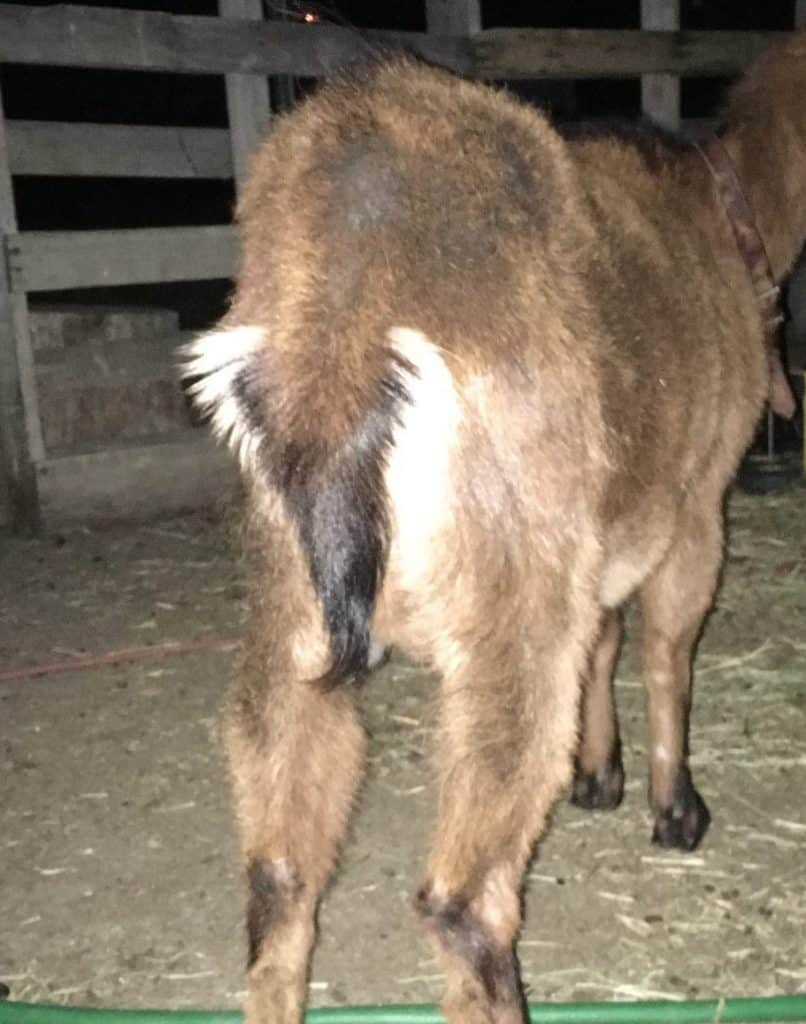 Ketosis in Goats What is It and How to Prevent It?